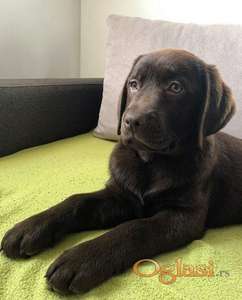 LABRADOR retriver, čokoladni štenci
